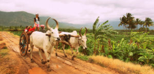 Bullock Cart ride